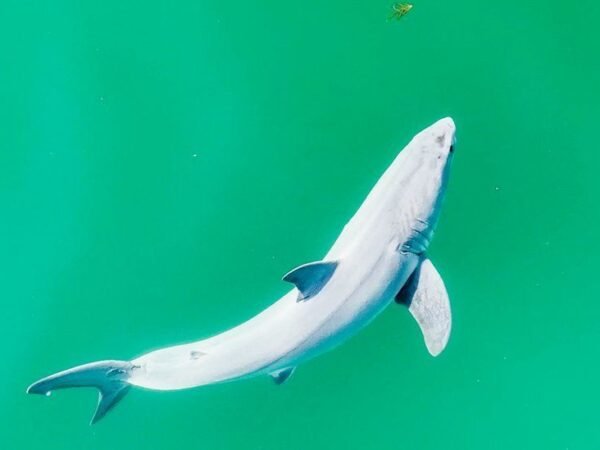 White shark new born caught on film