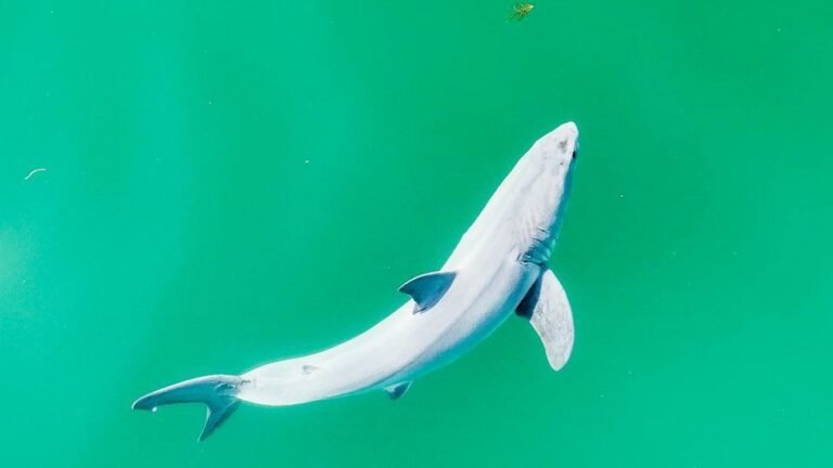 White shark new born caught on film
