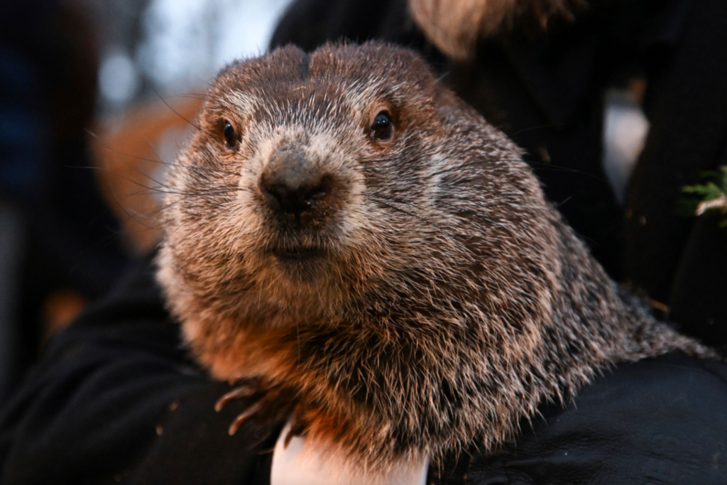 Groundhog day prediction