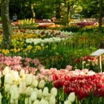 Keukenhof Tulip Festival 2027 colourful tulip gardens in the Netherlands