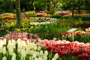 Keukenhof Tulip Festival 2027 colourful tulip gardens in the Netherlands