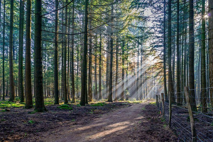 Nature in De Hoge Veluwe National Park