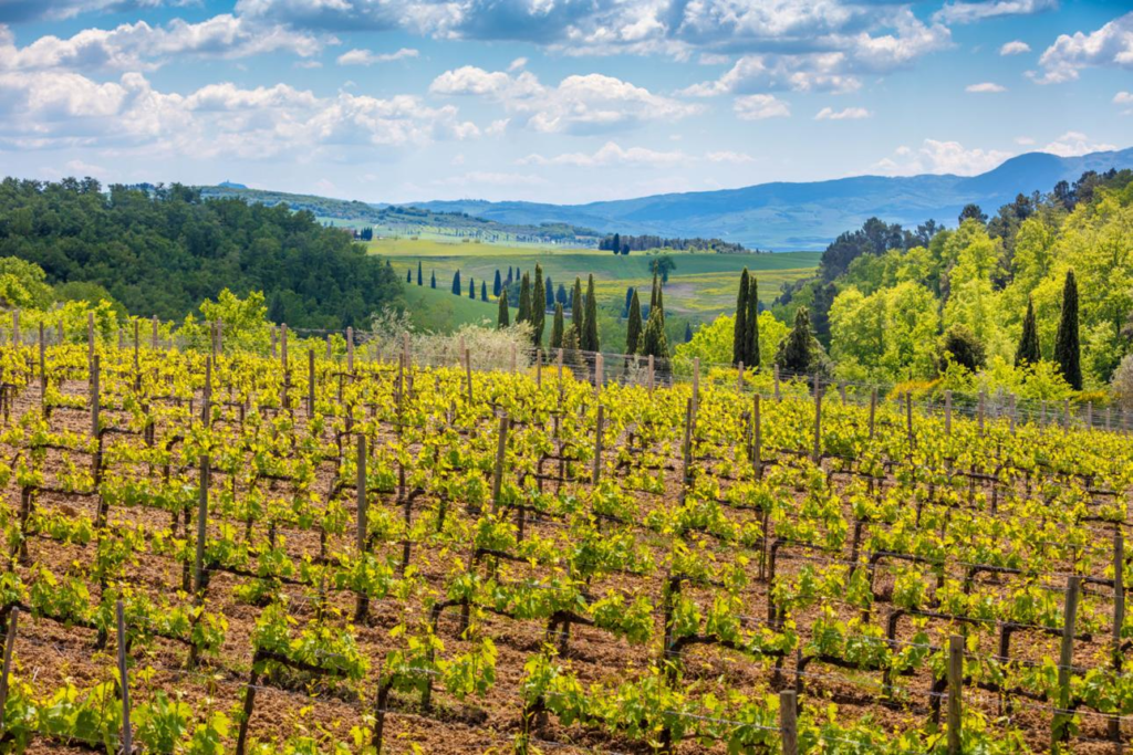 Tuscany vineyards
